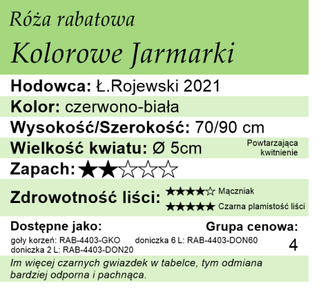 cechy róży rabatowej Kolorowe Jarmarki